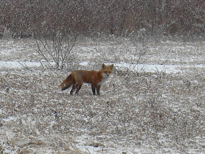 Christmas Fox 2007 012.JPG